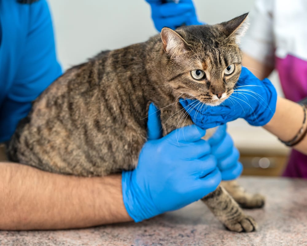 Cat examination at Animal Emergency Center of North Fulton in Roswell