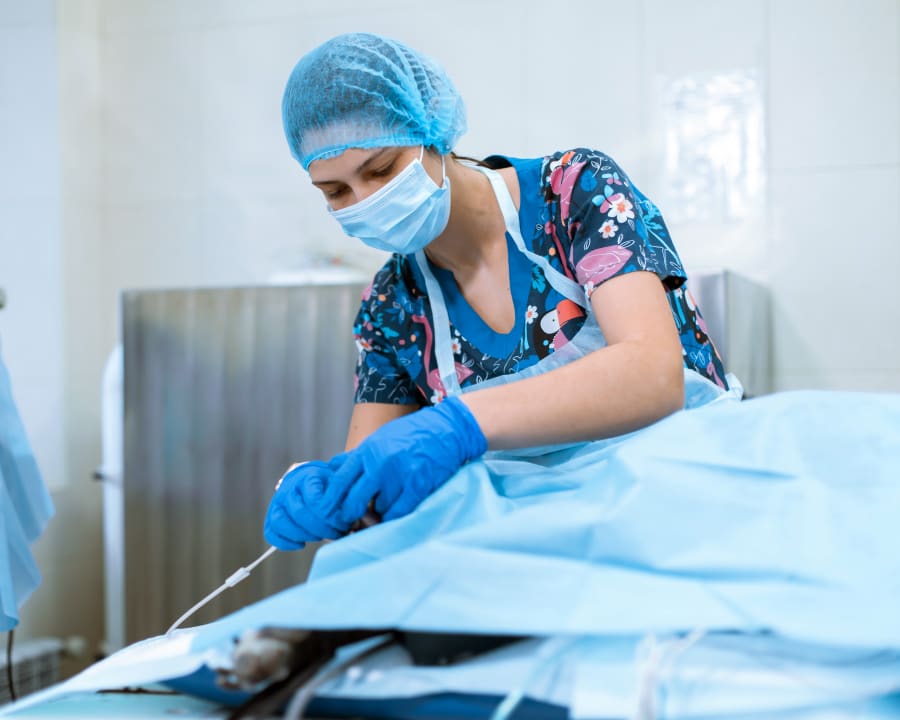 Veterinary Surgery in Roswell